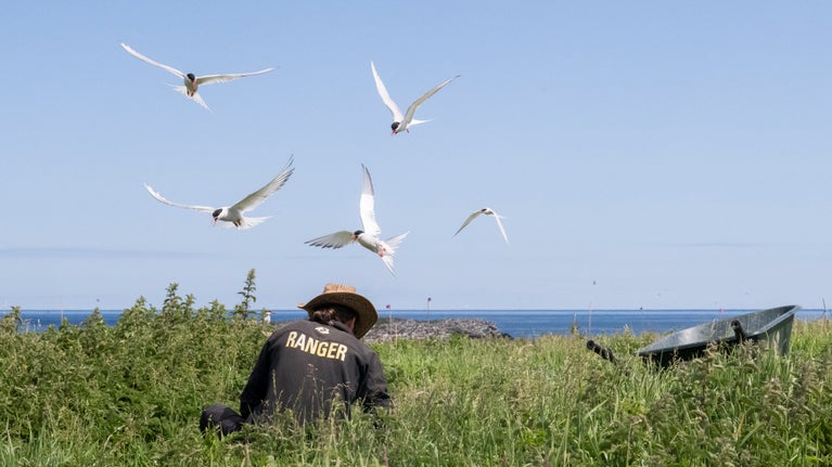 A ranger, wearing a black shirt with the word 'ranger' in yellow lettering and a tan hat bends down in the vegetation on the Farne Islands. Overhear terns fly above against a blue sky.